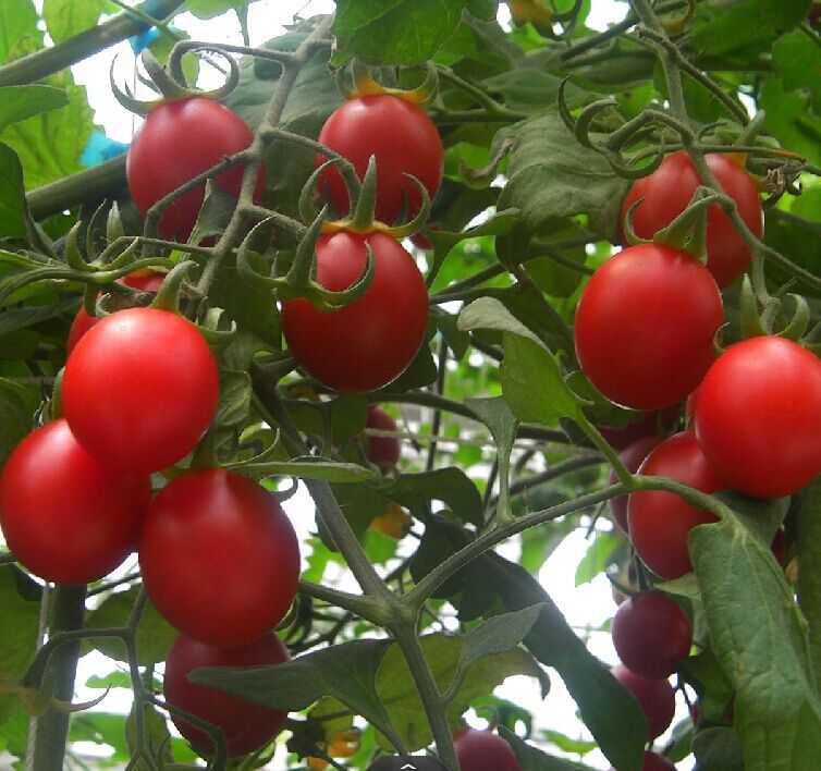 番茄